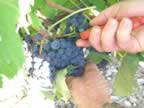 La vigna di perazzeta (24kb)